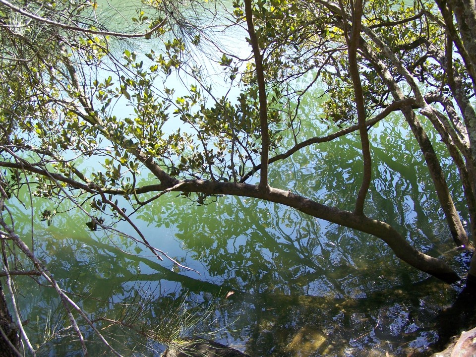 Carroll Creek, Garigal National Park